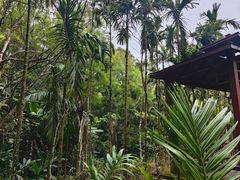 -霸王岭国家森林公园