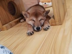 -柴源莊·柴小宠柴犬咖啡