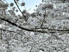 -苏州上方山国家森林公园