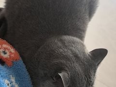 -博特宠物医院24h犬猫全科.骨科·异宠
