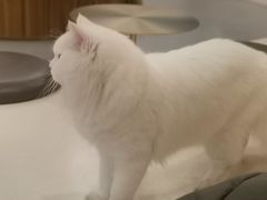 -飞行喵MR PILOT|猫舍·猫咖(静安大融城店)