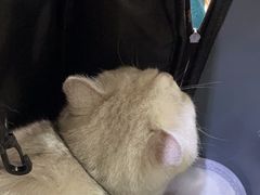 -宠颐生宠物医院·心肾内科·猫专科诊疗中心宠巢店