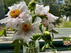 -双季花艺园艺市场(浦东店)