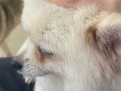 -怪兽屋·羊驼·猫咖·狗咖(俊华广场店)