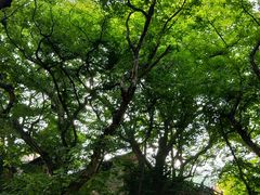 -皇藏峪国家森林公园