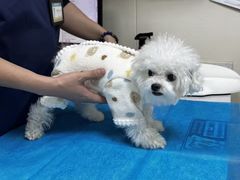 -美联众合爱康动物医院•复杂内科•肿瘤科•牙科•腔镜诊疗中心