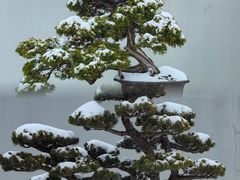 -扬州大运河文化旅游度假区·盆景园