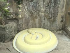 -上海大自然野生昆虫馆(东方明珠·爬宠昆虫探索中心)