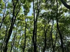 -上海滨江森林公园