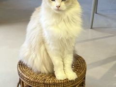 -豆逗聊愈猫阁Easy Life