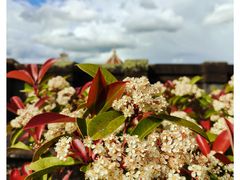 -圣母百花大教堂穹顶