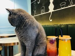 -遇见羊驼·奶狗咖·布偶猫咖·法斗柯基柴犬阿拉斯加(春熙路太古里IFS店)
