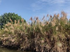 -芒洲湿地公园