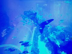 -成都浩海立方海洋公园