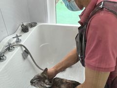 -爱洗澡的猫(望京店)