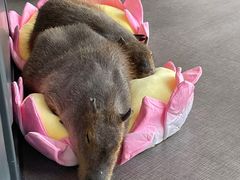 -FAIRYLAND龙族星球主题餐厅(凯丹广场店)