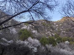 -北京鹫峰国家森林公园