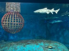 -大连圣亚海洋世界