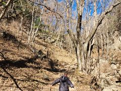 -王顺山国家森林公园