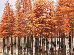 -白鹭湾湿地公园