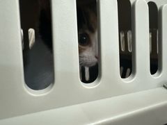 -爱侣宠医·鹦鹉专科·小型哺乳类·异宠专科(灵石路店)