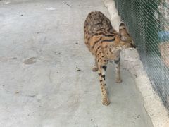 -栾川竹海野生动物园