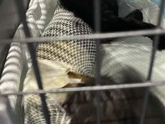 -暖阳宠物医院·犬猫康复中心·骨科