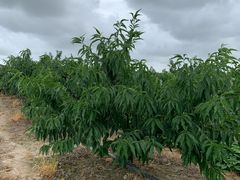 -南汇老顾农家乐采摘大团水蜜桃采摘店