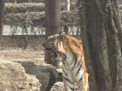 -秦皇岛野生动物园
