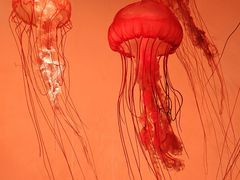 -沈阳海洋探索中心