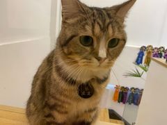 -啵啵喵·猫咖(攀华国际店)