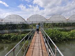 -马陆小张葡萄园农家乐