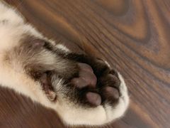 -猫友咖啡店(玉林西路店)
