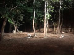 -清迈夜间动物园