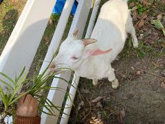 -桃园农庄·桃源宴