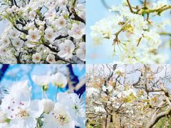 -洪湖湿地生态园