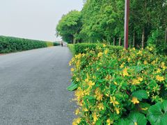 -上海滨江森林公园