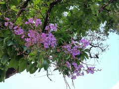 -荔湾湖公园