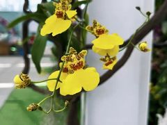 -上海鲜花港