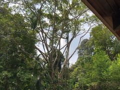 -武吉知马自然保护区