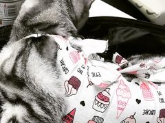 -联萌宠物医院(猫病专科)
