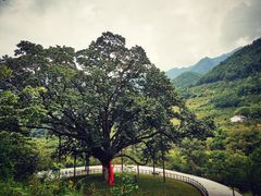 景点-黑河国家森林公园