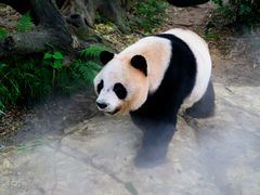 -广州长隆野生动物世界