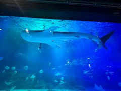 -烟台海昌鲸鲨海洋公园