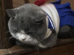 -福尔喵斯探案馆实景搜证·沉浸式剧本杀
