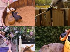 -正佳雨林生态植物园