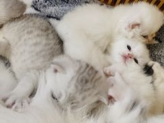 -八公叔叔宠物美容连锁(春申店)