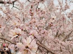 -桃花堤公园