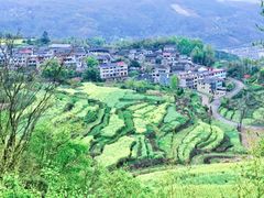 -桑洲油菜花景区