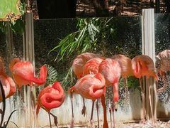 -深圳野生动物园